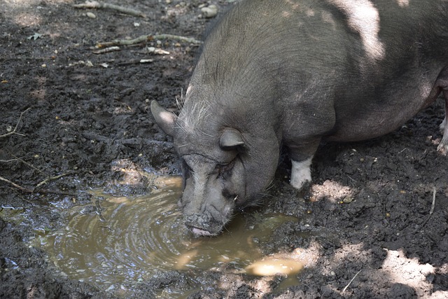 一个类似的 一个类似的